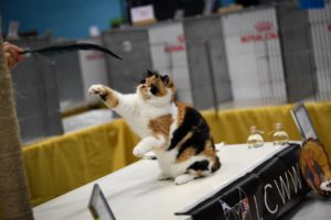 Cat Extravaganza comes to Brighton for the first time